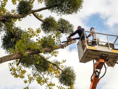 Expert Tree Care